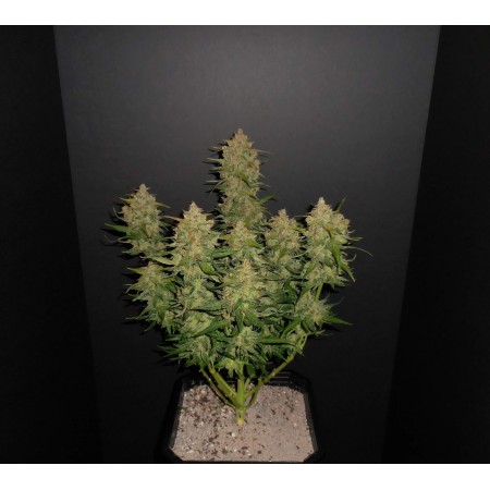 Lemon AK | Autoflower | Fast Buds Seeds