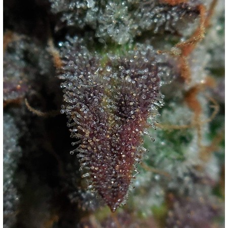 Lemon AK | Autoflower | Fast Buds Seeds