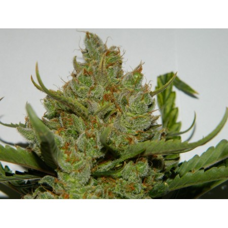 Green Crack | Autoflower | Fast Buds Seeds