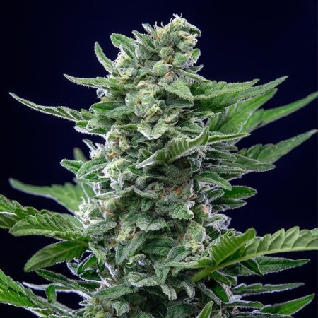 Royal Critical | Autoflowering | Royal Queen Seeds