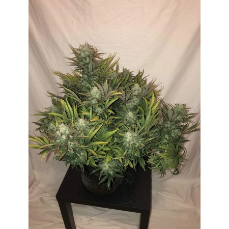 Gorilla Glue | Autoflower | Fast Buds Seeds