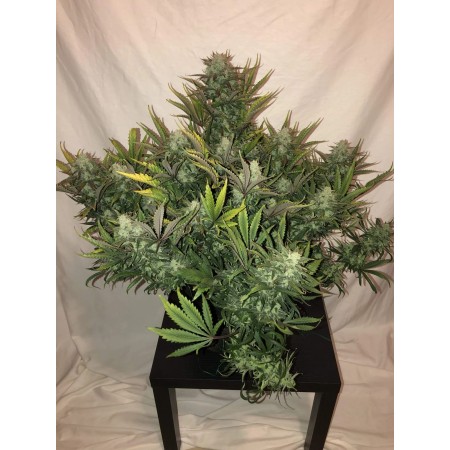 Gorilla Glue | Autoflower | Fast Buds Seeds