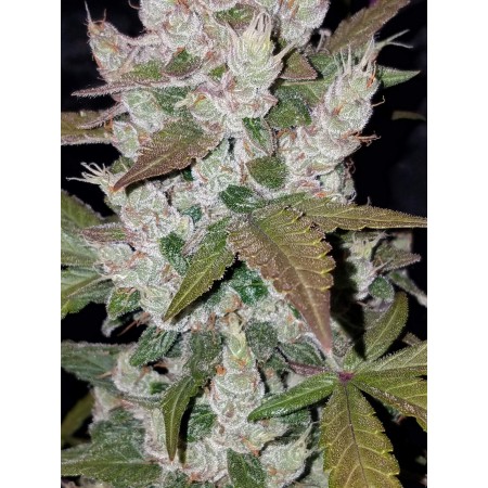 Girl Scout Cookies | Autoflower | Fast Buds Seeds