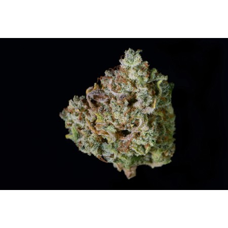 Gelato | Autoflower | Fast Buds Seeds