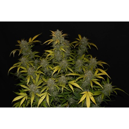 Gelato | Autoflower | Fast Buds Seeds