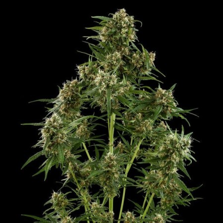 Royal Critical | Autoflowering | Royal Queen Seeds