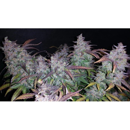 Fastberry | Autoflower | Fast Buds Seeds
