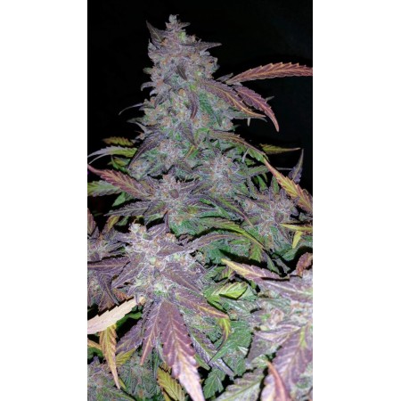 Fastberry | Autoflower | Fast Buds Seeds