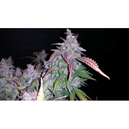 Fastberry | Autoflower | Fast Buds Seeds