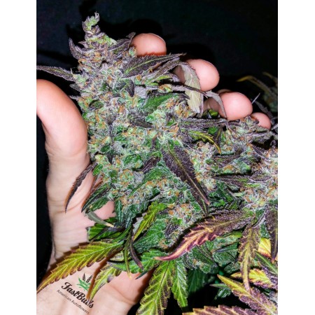Fastberry | Autoflower | Fast Buds Seeds
