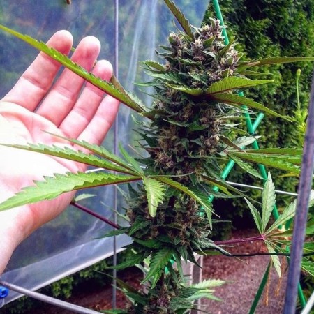Fastberry | Autoflower | Fast Buds Seeds