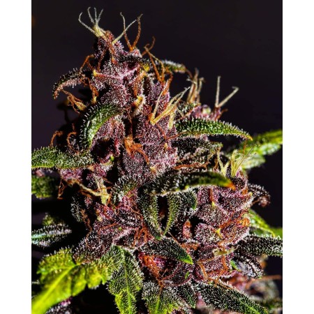 Crystal Meth | Autoflower | Fast Buds Seeds