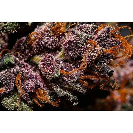 Crystal Meth | Autoflower | Fast Buds Seeds