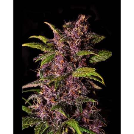 Crystal Meth | Autoflower | Fast Buds Seeds