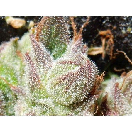 CBD Crack | Autoflower | Fast Buds Seeds