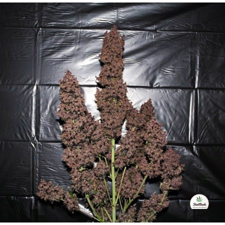 C4 | Autoflower | Fast Buds Seeds