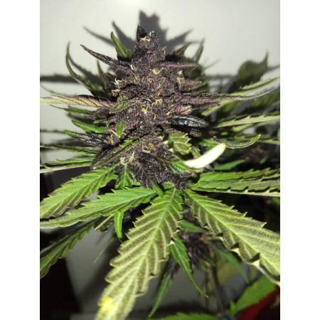 C4 | Autoflower | Fast Buds Seeds