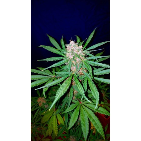 C4 | Autoflower | Fast Buds Seeds