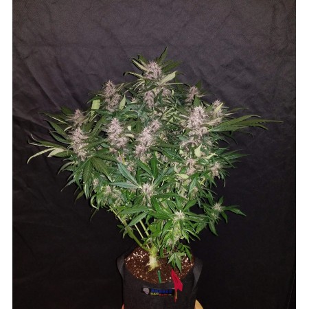 C4 | Autoflower | Fast Buds Seeds