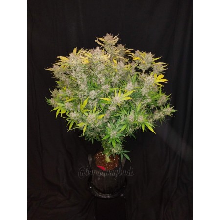 C4 | Autoflower | Fast Buds Seeds