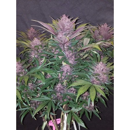 Blackberry | Autoflower | Fast Buds Seeds