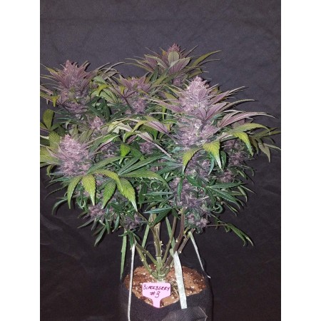Blackberry | Autoflower | Fast Buds Seeds