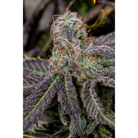 Banana Purple Punch | Autoflower | Fast Buds Seeds