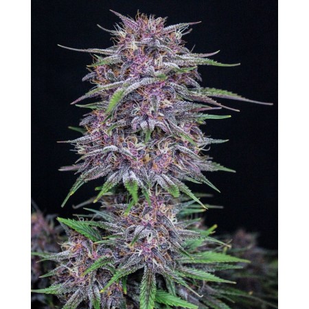Banana Purple Punch | Autoflower | Fast Buds Seeds