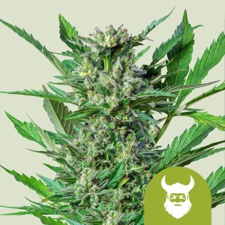 Royal Dwarf | Autoflowering | Royal Queen Seeds