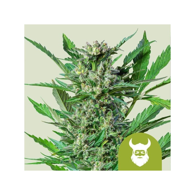 Royal Dwarf | Autoflowering | Royal Queen Seeds