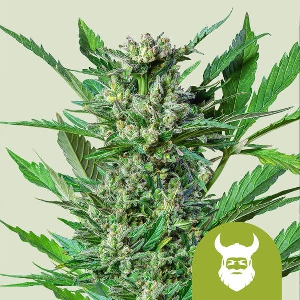 Royal Dwarf | Royal Queen Seeds | Autoflowering