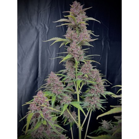 Banana Purple Punch | Autoflower | Fast Buds Seeds