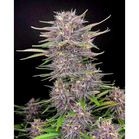 Banana Purple Punch | Autoflower | Fast Buds Seeds