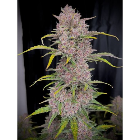 Banana Purple Punch | Autoflower | Fast Buds Seeds