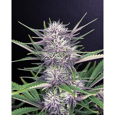 Banana Purple Punch | Autoflower | Fast Buds Seeds