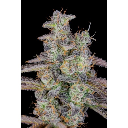Banana Purple Punch | Autoflower | Fast Buds Seeds