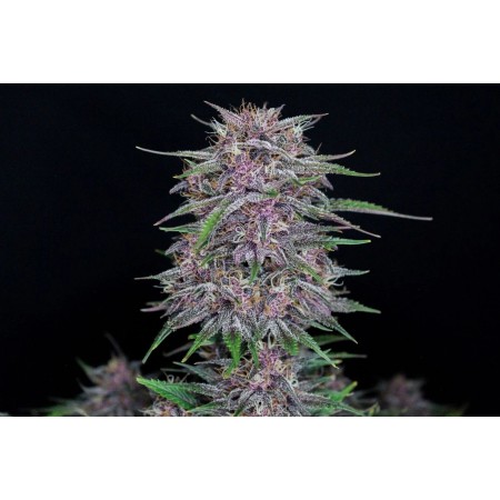 Banana Purple Punch | Autoflower | Fast Buds Seeds
