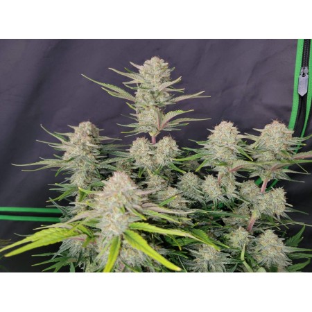 Apricot | Autoflower | Fast Buds Seeds