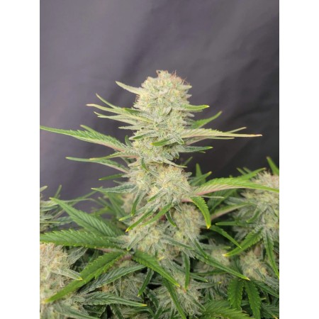 Apricot | Autoflower | Fast Buds Seeds