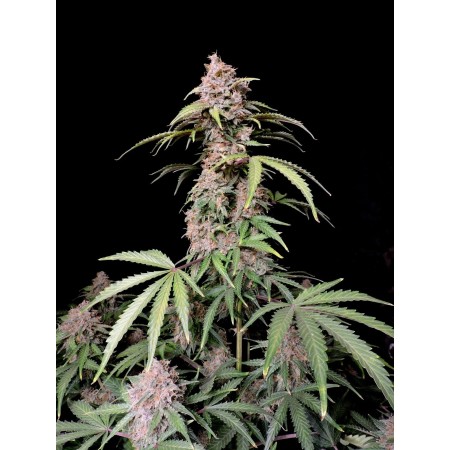 Amnesia Zkittlez | Autoflower | Fast Buds Seeds
