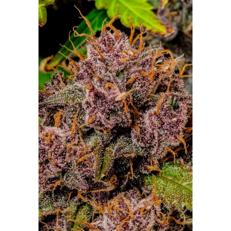 Lemon Cherry Cookies | Autoflower | Fast Buds Seeds