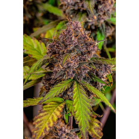 Lemon Cherry Cookies | Autoflower | Fast Buds Seeds