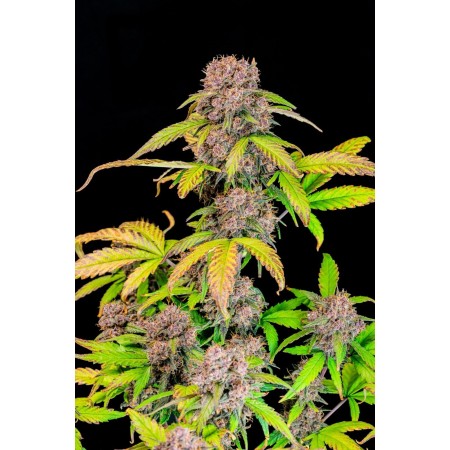 Lemon Cherry Cookies | Autoflower | Fast Buds Seeds