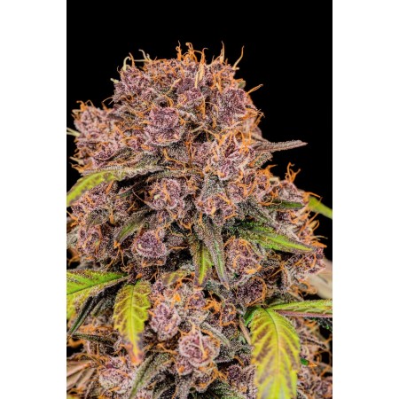 Lemon Cherry Cookies | Autoflower | Fast Buds Seeds