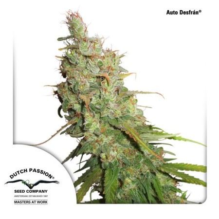 Desfran | Autoflower | Dutch Passion Seeds