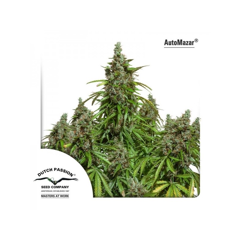 Mazar | Autoflower | Dutch Passion Seeds