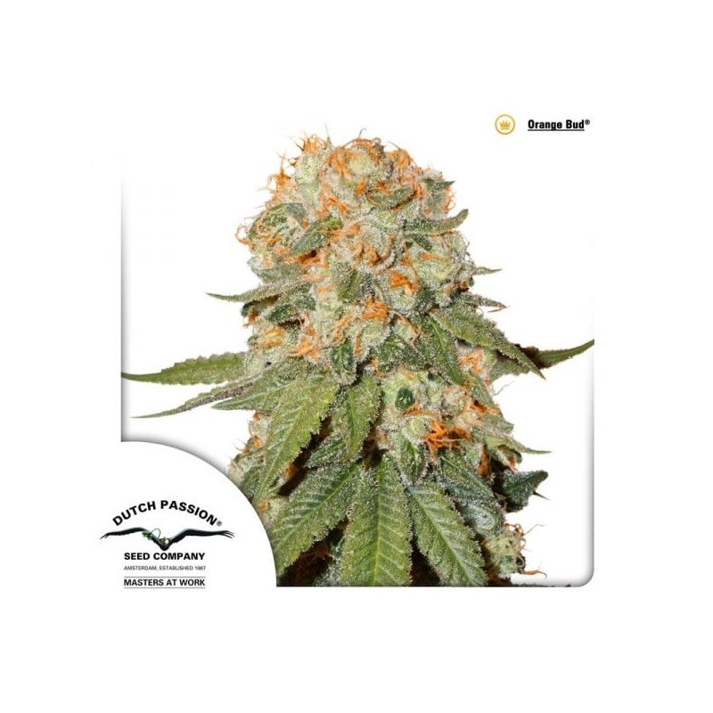 Orange Bud | Feminized  | Dutch Passion Seeds
