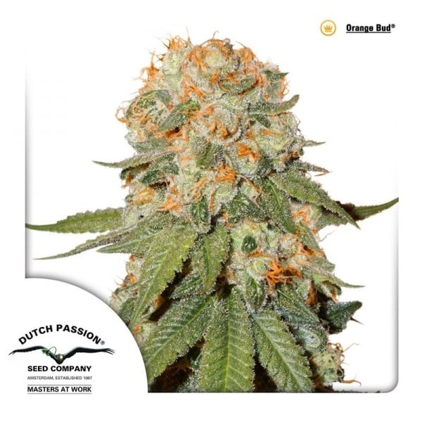 Orange Bud | Dutch Passion Seeds | Feminized
