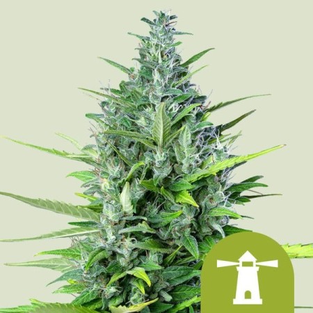 Royal Haze | Autoflowering | Royal Queen Seeds