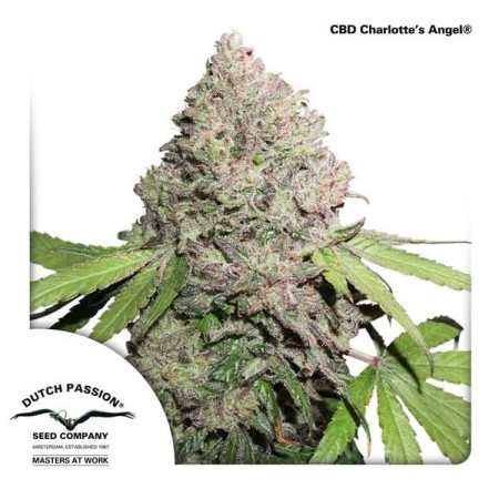 Charlotte's Angel | CBD | Dutch Passion Seeds